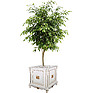 Decorative stand «Alezi 2 Lux» P350.20l, Color: ivory+gold